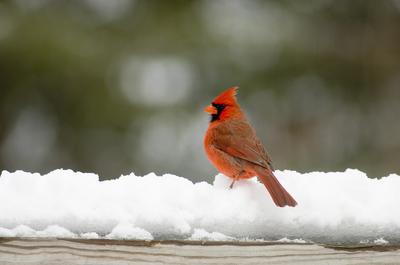 Male Cardinal