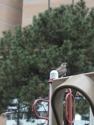 Flew over my head and landed in the park in my area.