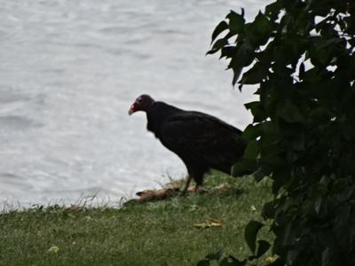 Turkey Vulture eating fish