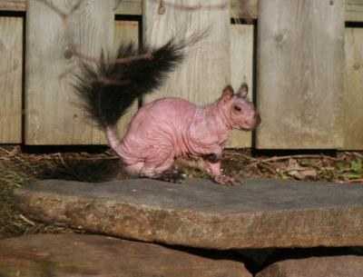 Naked squirrel