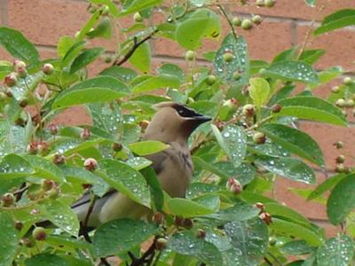 Name that Bird!