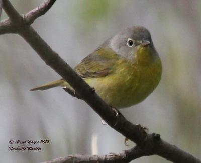 Nashville Warbler