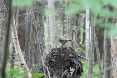 Unknown Bird in Parry Sound