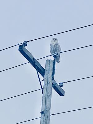 Snowy Owl near Point Clark