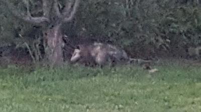 Niagara Falls Opossum