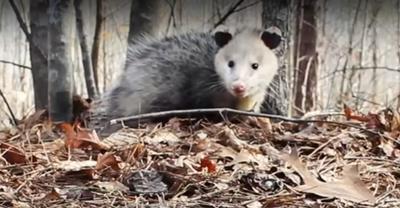 Possum - widespread in Ontario