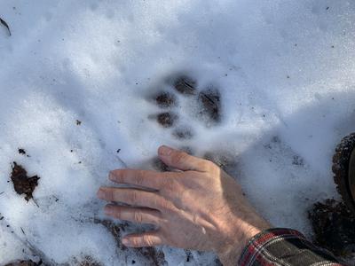 Large Paw Print