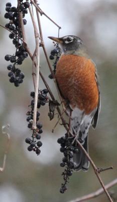 Robin in a berry bush