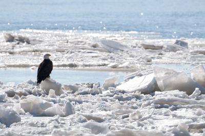 Bald Eagle on the ice