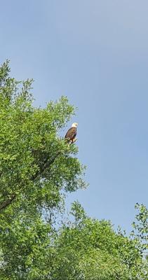 Bald Eagle