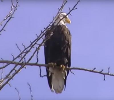 Southern Ontario Bald Eagle