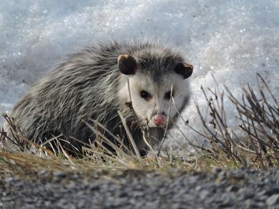 Winter Possum