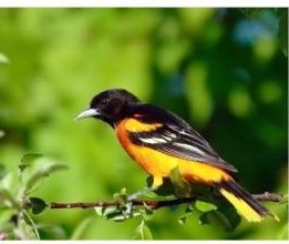 Baltimore Oriole