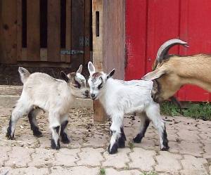 african pygmy goat twins