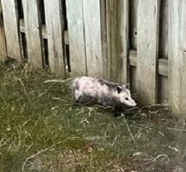 Oshawa Opossum