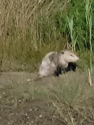 Possum in Oshawa