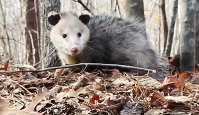 Possum