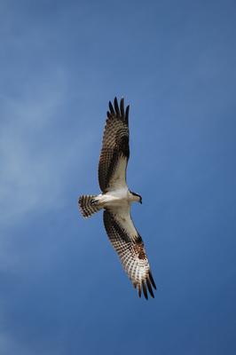 Osprey in flight