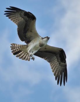 Osprey in Flight