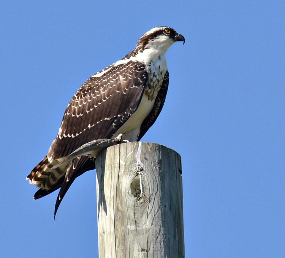 Osprey showing markings and plumage, sitting on a utility pole, found in Ontario, Canada