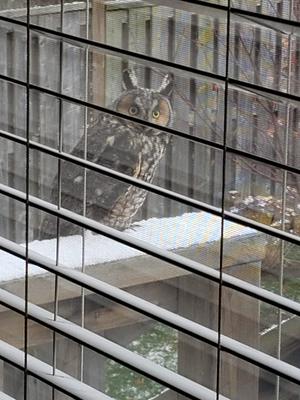 Owl seen in  Ajax