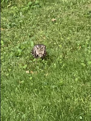 This owl flew down from the tree and looked right at me. I think she was protecting her 3 babies.