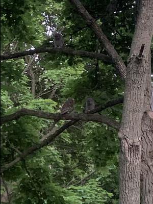 There are four owls!