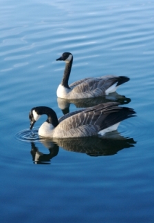 Jack Miner Canada Geese