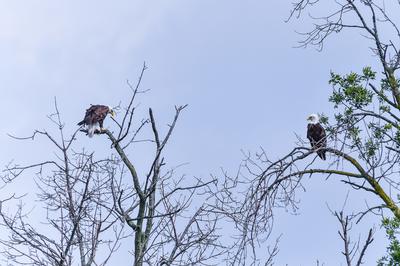 Pair of Bald Eagles - Mississauga, Ontario