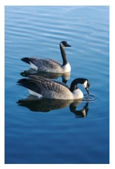 Canadian Geese on a Canadian lake