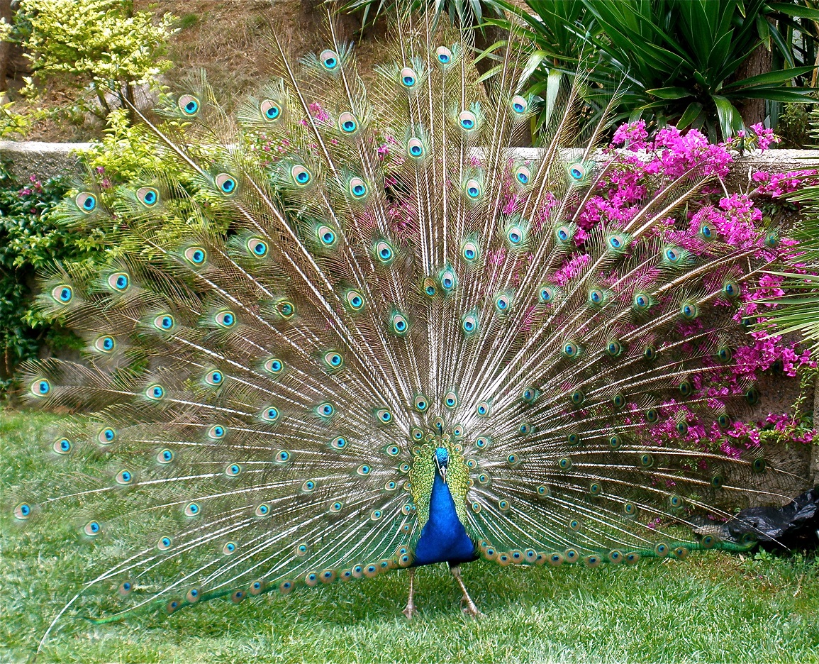 male peacock showing open tail display