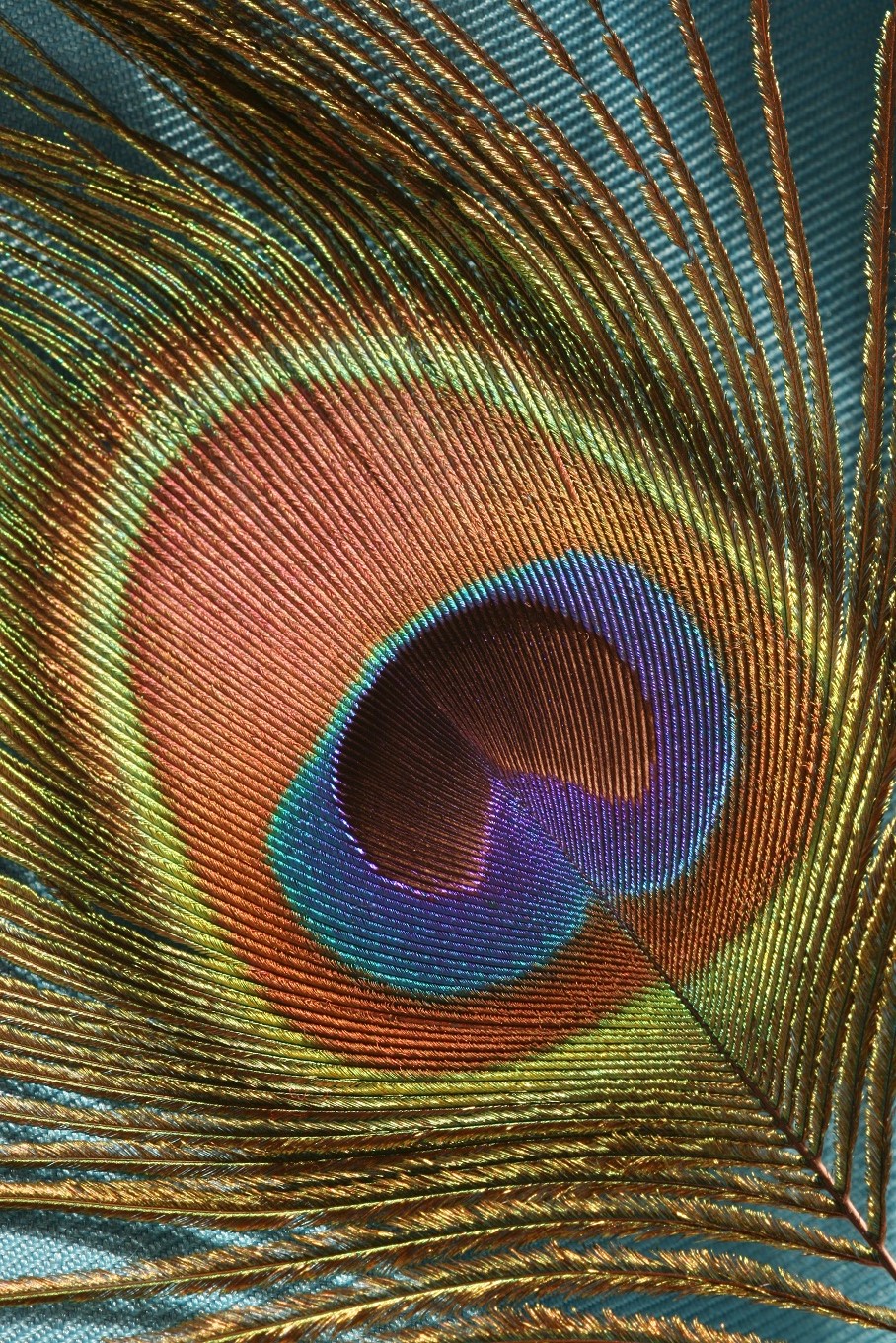 peacock tail feather