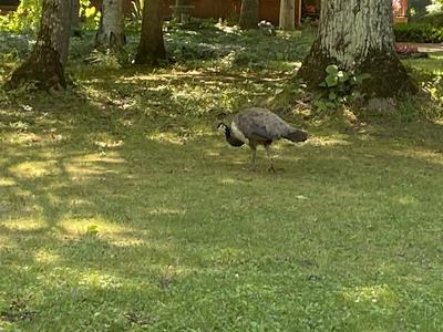 Peafowl in Ontario