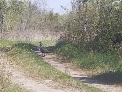 Peafowl on back road in Northern Ontario