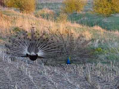 both males displaying