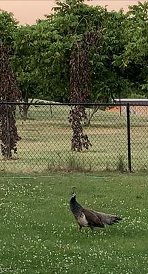 Peahen in Brantford 