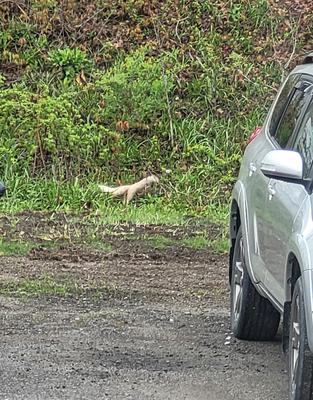 White Squirrel in Picton