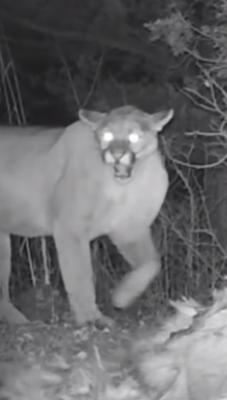 Trail-cam Cougar