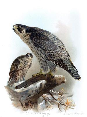 Gyrfalcon