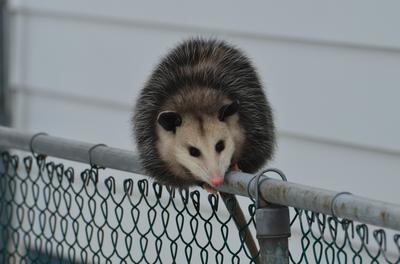 Backyard Possum on a fence