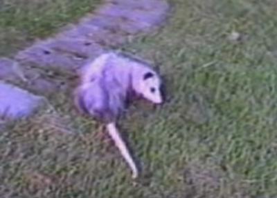 Possum 