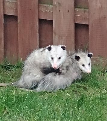 Possums in Upper Unionville area