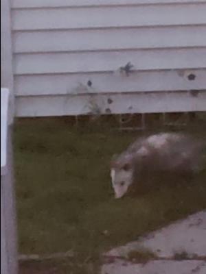 Possum in the flowerbed