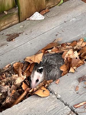 Possum in Peterborough