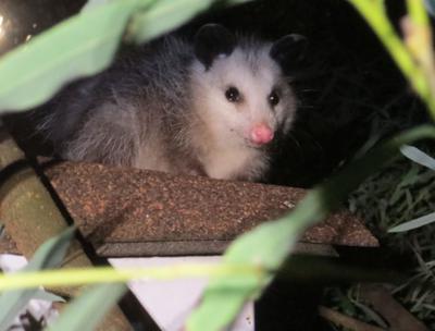 Possum on Garage Roof