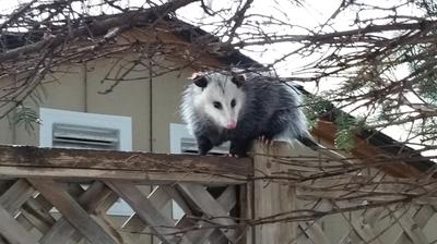 Possum in Newcastle, Ontario, Canada