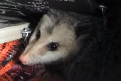 Possum caught in a box