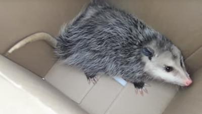 Possum caught in a box