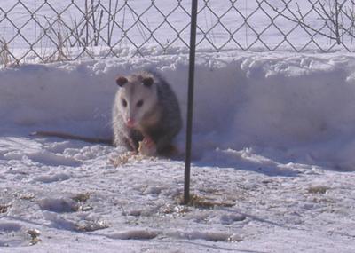 Possum in the Snow