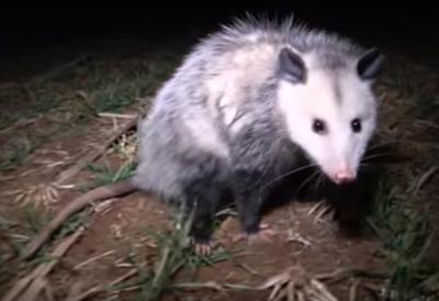 Ontario Possum